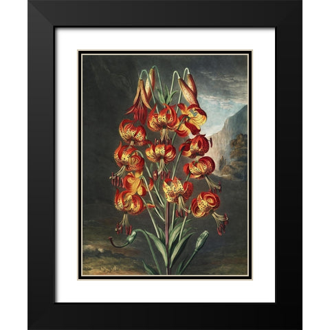 Temple of Flora III Black Modern Wood Framed Art Print with Double Matting by Thornton, Dr. Robert J.