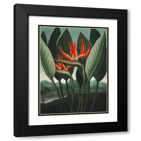 Temple of Flora IV Black Modern Wood Framed Art Print with Double Matting by Thornton, Dr. Robert J.