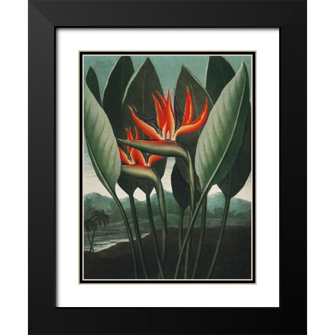 Temple of Flora IV Black Modern Wood Framed Art Print with Double Matting by Thornton, Dr. Robert J.