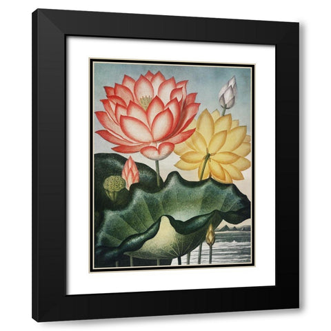 Temple of Flora V Black Modern Wood Framed Art Print with Double Matting by Thornton, Dr. Robert J.