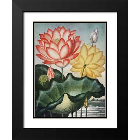 Temple of Flora V Black Modern Wood Framed Art Print with Double Matting by Thornton, Dr. Robert J.