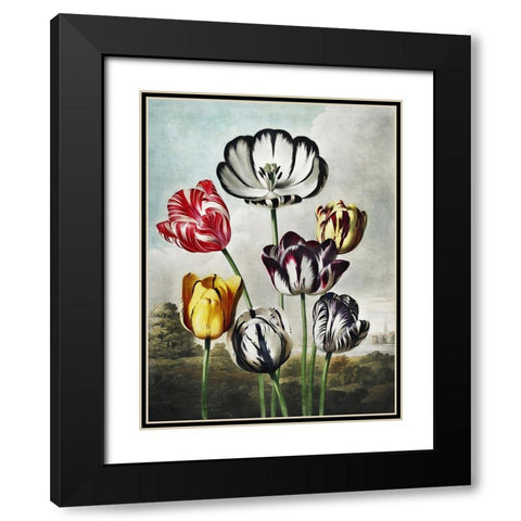 Temple of Flora VI Black Modern Wood Framed Art Print with Double Matting by Thornton, Dr. Robert J.