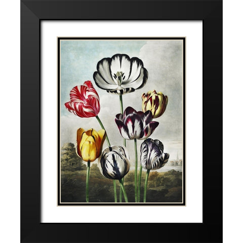 Temple of Flora VI Black Modern Wood Framed Art Print with Double Matting by Thornton, Dr. Robert J.