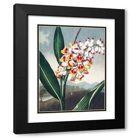 Temple of Flora VII Black Modern Wood Framed Art Print with Double Matting by Thornton, Dr. Robert J.