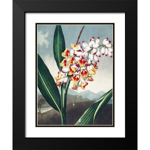 Temple of Flora VII Black Modern Wood Framed Art Print with Double Matting by Thornton, Dr. Robert J.