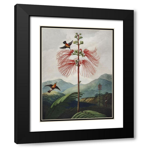 Temple of Flora VIII Black Modern Wood Framed Art Print with Double Matting by Thornton, Dr. Robert J.