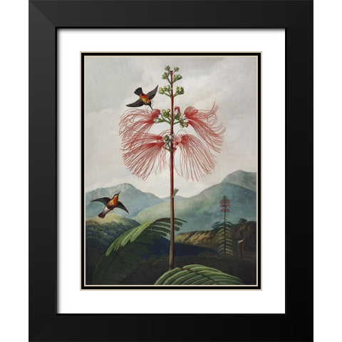 Temple of Flora VIII Black Modern Wood Framed Art Print with Double Matting by Thornton, Dr. Robert J.