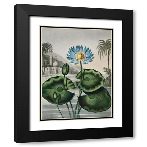 Temple of Flora IX Black Modern Wood Framed Art Print with Double Matting by Thornton, Dr. Robert J.