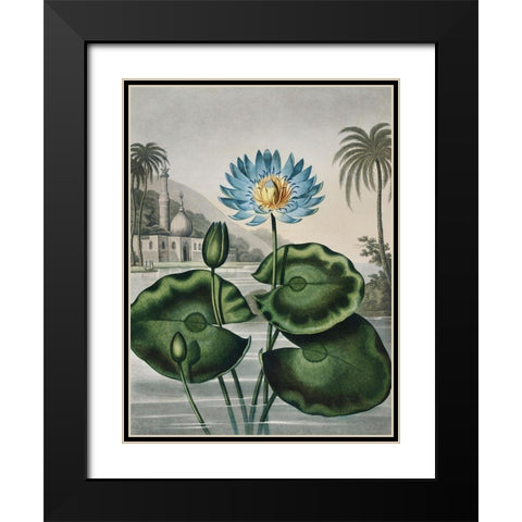 Temple of Flora IX Black Modern Wood Framed Art Print with Double Matting by Thornton, Dr. Robert J.