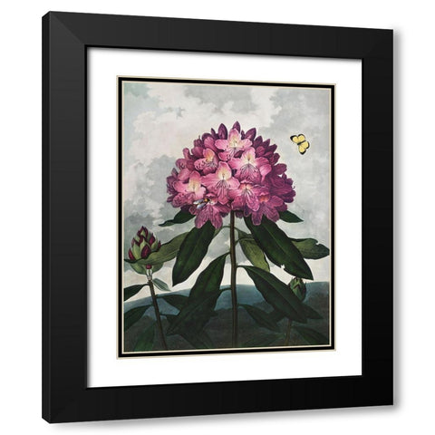 Temple of Flora X Black Modern Wood Framed Art Print with Double Matting by Thornton, Dr. Robert J.