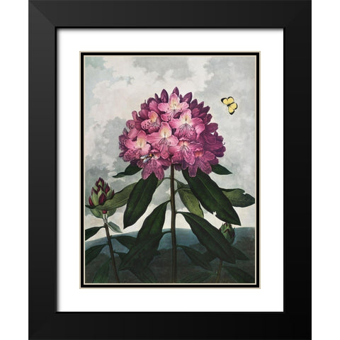 Temple of Flora X Black Modern Wood Framed Art Print with Double Matting by Thornton, Dr. Robert J.