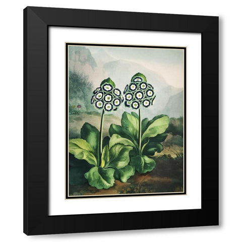 Temple of Flora XI Black Modern Wood Framed Art Print with Double Matting by Thornton, Dr. Robert J.
