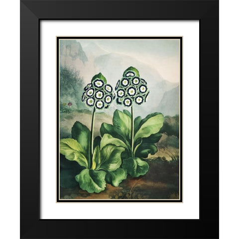 Temple of Flora XI Black Modern Wood Framed Art Print with Double Matting by Thornton, Dr. Robert J.