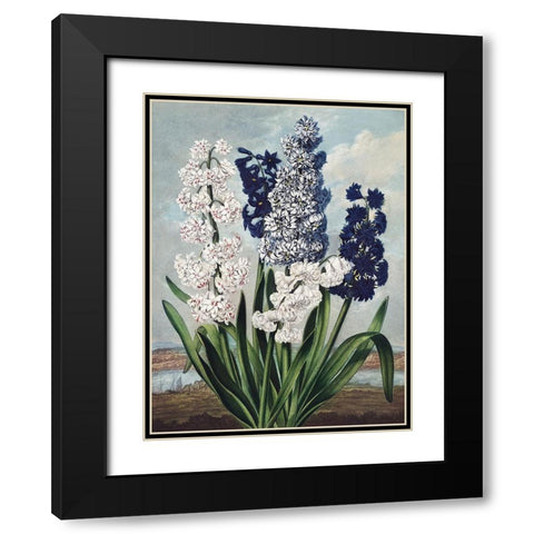 Temple of Flora XII Black Modern Wood Framed Art Print with Double Matting by Thornton, Dr. Robert J.