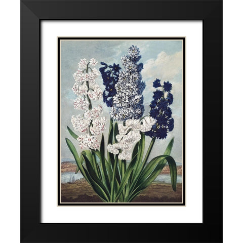 Temple of Flora XII Black Modern Wood Framed Art Print with Double Matting by Thornton, Dr. Robert J.