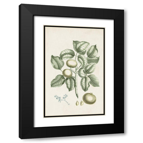 Buchoz Tropicals I Black Modern Wood Framed Art Print with Double Matting by Vision Studio