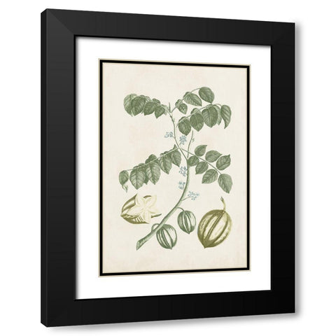 Buchoz Tropicals II Black Modern Wood Framed Art Print with Double Matting by Vision Studio