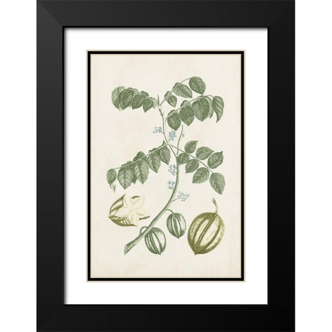 Buchoz Tropicals II Black Modern Wood Framed Art Print with Double Matting by Vision Studio