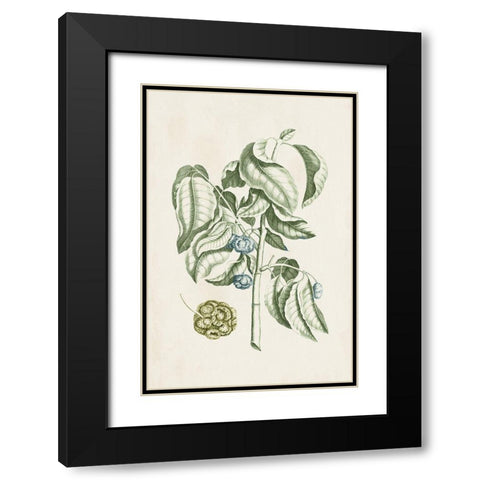 Buchoz Tropicals V Black Modern Wood Framed Art Print with Double Matting by Vision Studio