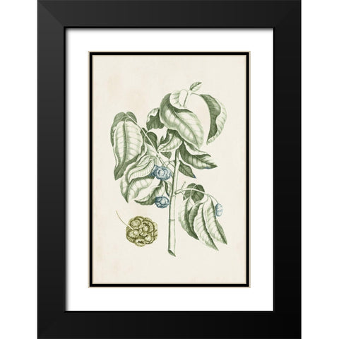 Buchoz Tropicals V Black Modern Wood Framed Art Print with Double Matting by Vision Studio