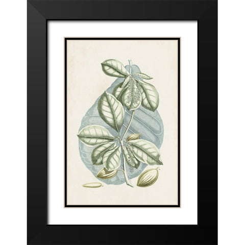 Buchoz Tropicals VI Black Modern Wood Framed Art Print with Double Matting by Vision Studio