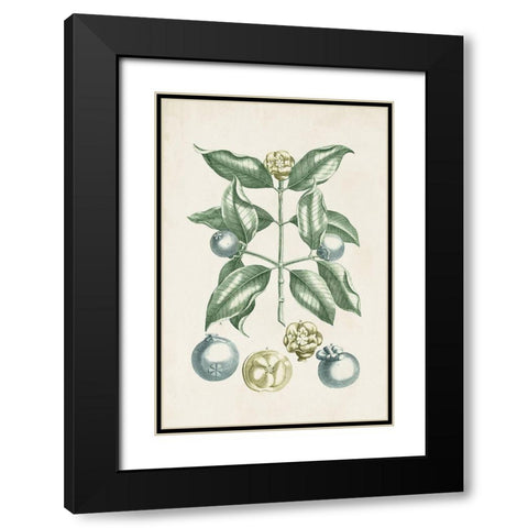 Buchoz Tropicals VII Black Modern Wood Framed Art Print with Double Matting by Vision Studio
