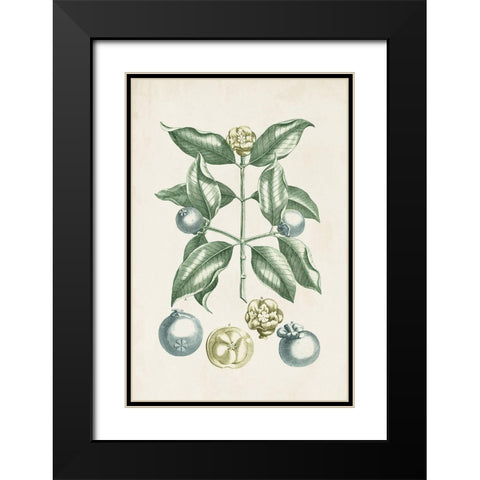 Buchoz Tropicals VII Black Modern Wood Framed Art Print with Double Matting by Vision Studio
