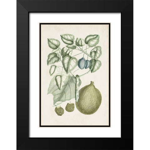 Buchoz Tropicals VIII Black Modern Wood Framed Art Print with Double Matting by Vision Studio