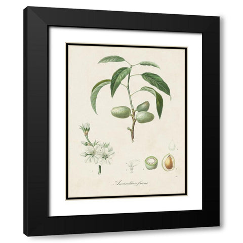 Antique Almond Botanical I Black Modern Wood Framed Art Print with Double Matting by de Langlois
