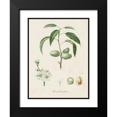 Antique Almond Botanical I Black Modern Wood Framed Art Print with Double Matting by de Langlois