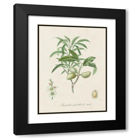 Antique Almond Botanical II Black Modern Wood Framed Art Print with Double Matting by de Langlois