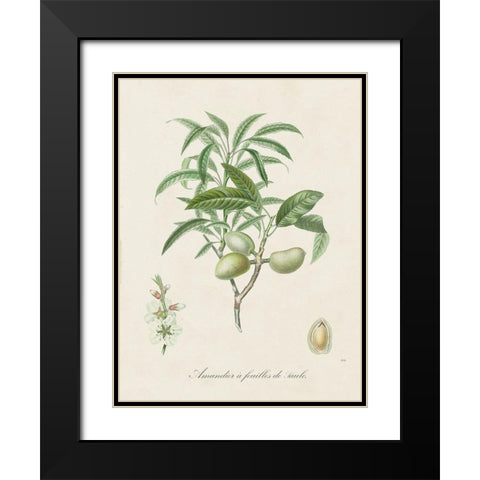 Antique Almond Botanical II Black Modern Wood Framed Art Print with Double Matting by de Langlois