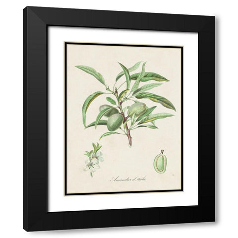 Antique Almond Botanical III Black Modern Wood Framed Art Print with Double Matting by de Langlois