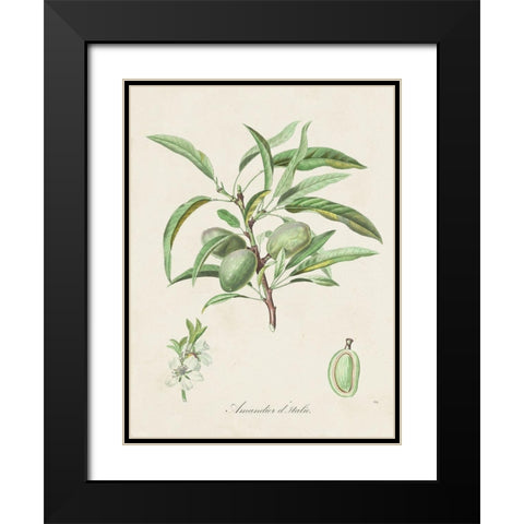Antique Almond Botanical III Black Modern Wood Framed Art Print with Double Matting by de Langlois