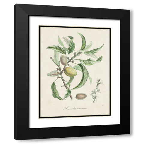 Antique Almond Botanical IV Black Modern Wood Framed Art Print with Double Matting by de Langlois