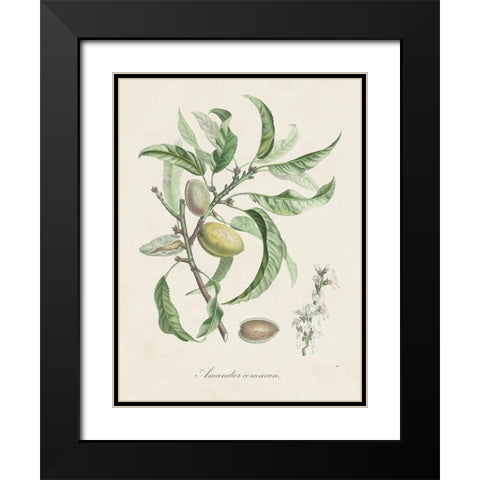 Antique Almond Botanical IV Black Modern Wood Framed Art Print with Double Matting by de Langlois