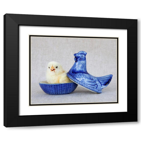 Chick in Blue Hen Black Modern Wood Framed Art Print with Double Matting by Soderman, Tania