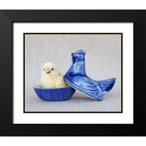Chick in Blue Hen Black Modern Wood Framed Art Print with Double Matting by Soderman, Tania