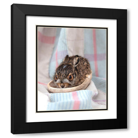 Baby Rabbit II Black Modern Wood Framed Art Print with Double Matting by Soderman, Tania
