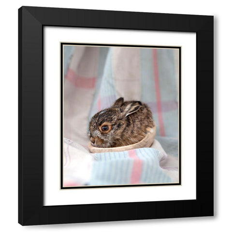 Baby Rabbit III Black Modern Wood Framed Art Print with Double Matting by Soderman, Tania