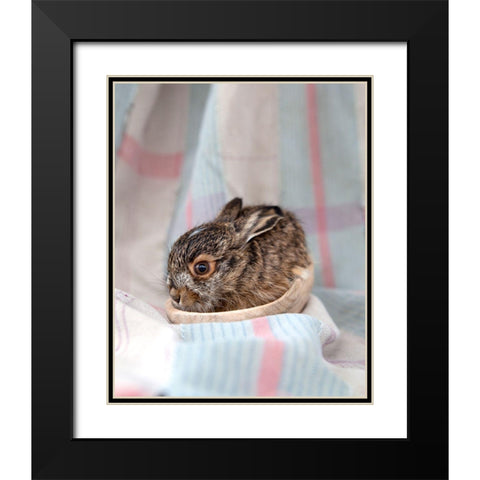 Baby Rabbit III Black Modern Wood Framed Art Print with Double Matting by Soderman, Tania