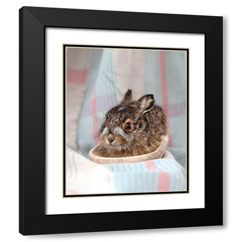 Baby Rabbit IV Black Modern Wood Framed Art Print with Double Matting by Soderman, Tania