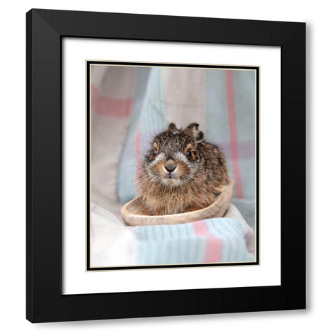 Baby Rabbit V Black Modern Wood Framed Art Print with Double Matting by Soderman, Tania