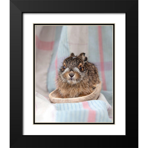 Baby Rabbit V Black Modern Wood Framed Art Print with Double Matting by Soderman, Tania