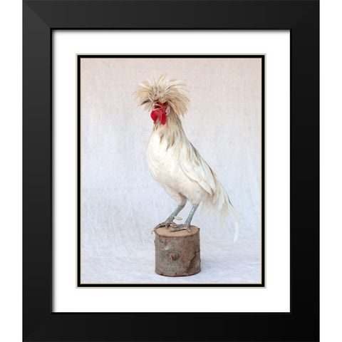 Rod the Rooster V Black Modern Wood Framed Art Print with Double Matting by Soderman, Tania