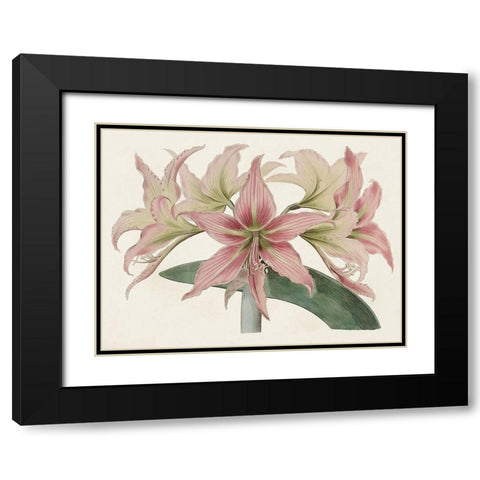 Amaryllis Varietals I Black Modern Wood Framed Art Print with Double Matting by Ridgeway