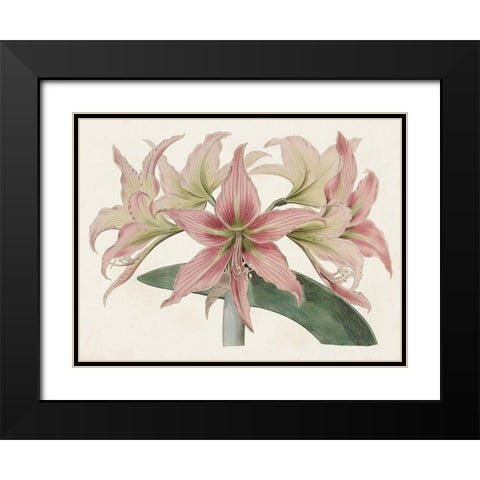 Amaryllis Varietals I Black Modern Wood Framed Art Print with Double Matting by Ridgeway