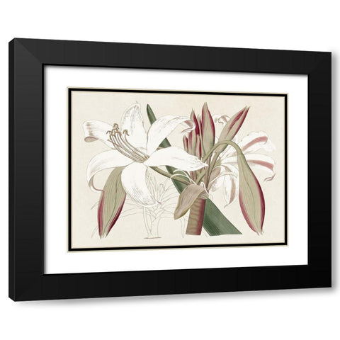 Amaryllis Varietals II Black Modern Wood Framed Art Print with Double Matting by Ridgeway