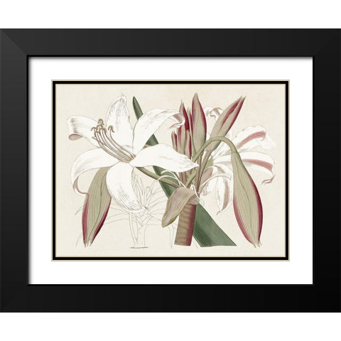 Amaryllis Varietals II Black Modern Wood Framed Art Print with Double Matting by Ridgeway