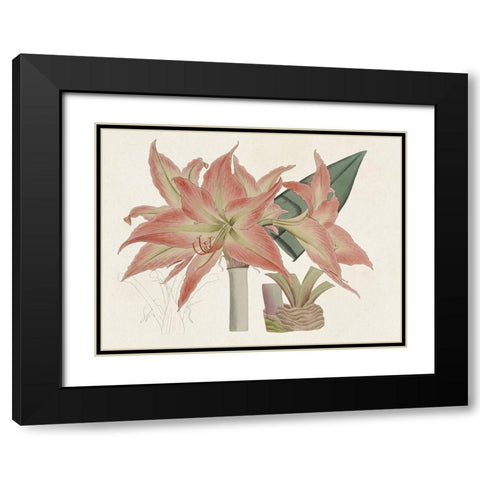 Amaryllis Varietals III Black Modern Wood Framed Art Print with Double Matting by Ridgeway